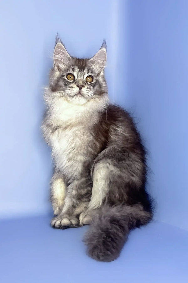 Roxy | maine coon kitten