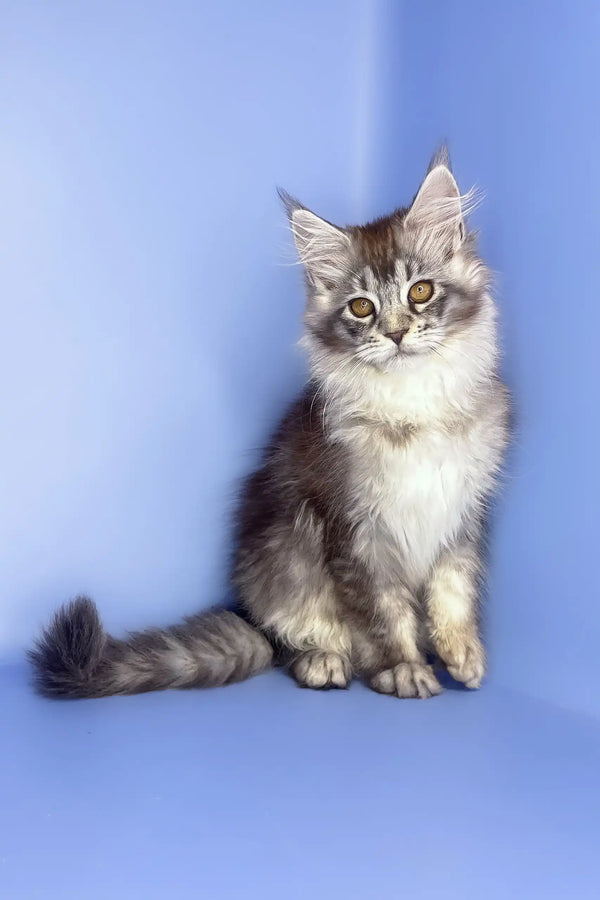 Roxy | maine coon kitten