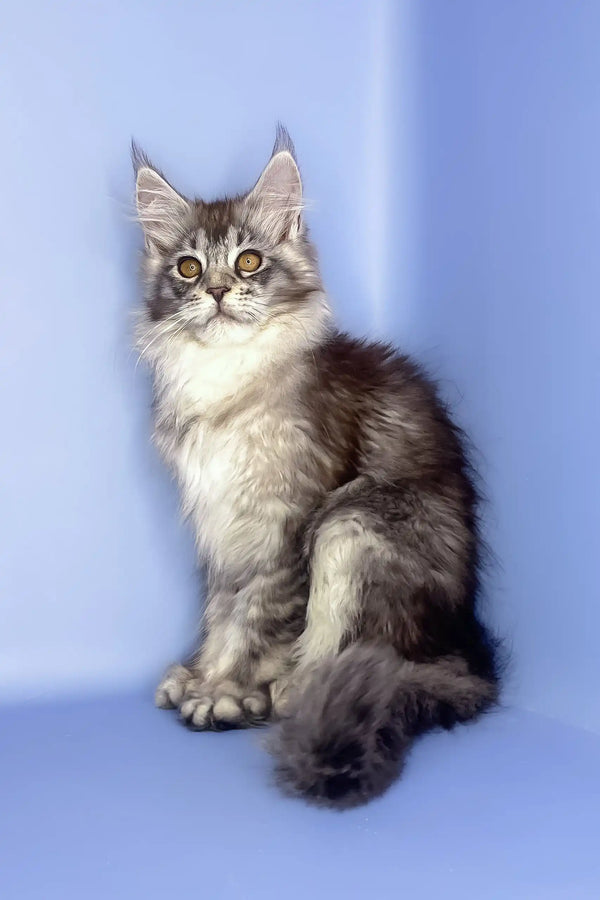 Roxy | maine coon kitten