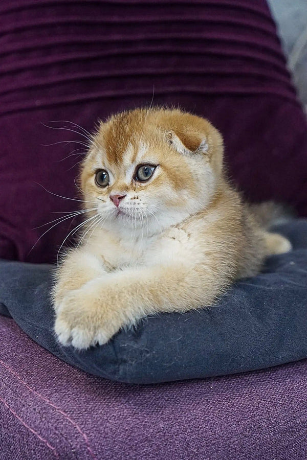 Adorable cream Scottish Fold kitten with big blue eyes on a cozy cushion