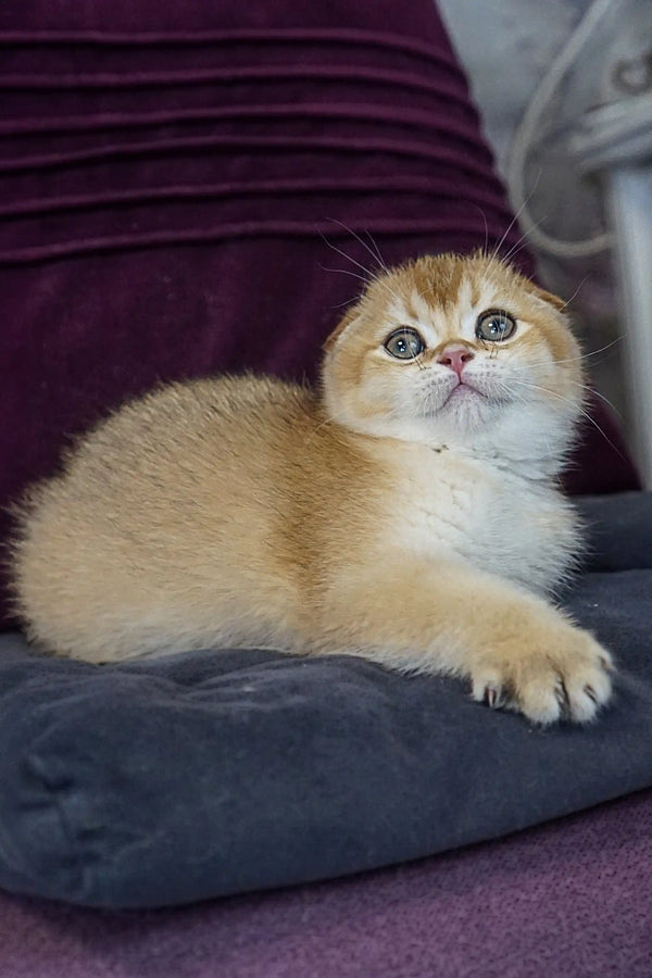Fluffy cream Scottish Fold kitten with wide eyes resting on a cozy cushion