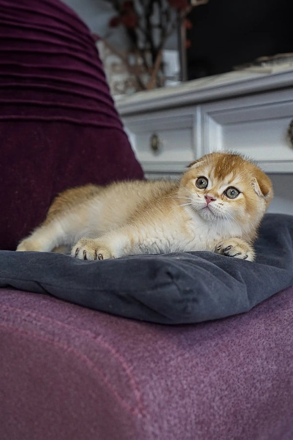 Adorable Scottish Fold kitten Roxy with folded ears lounging on a cozy cushion