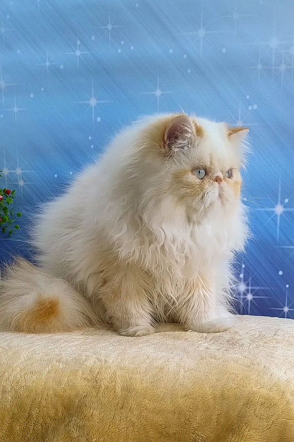 Fluffy white Persian cat named Roy, the adorable Persian kitten