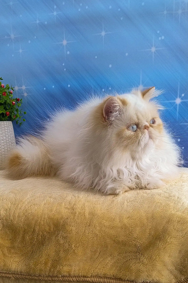 Fluffy white Persian cat named Roy, the adorable Persian kitten in a cute pose