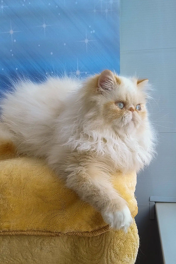 Fluffy white Persian cat named Roy, perfect for cuddles and companionship