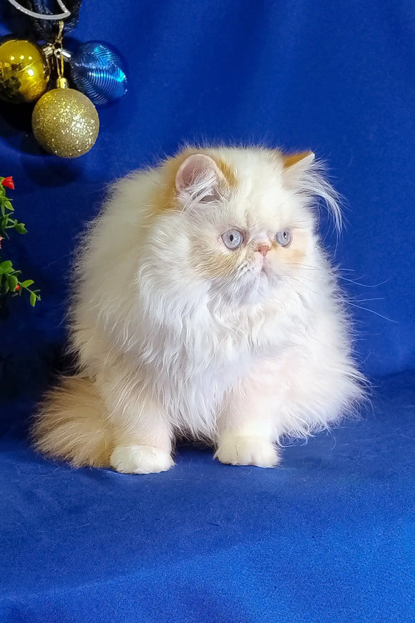 Fluffy white Persian cat named Roy with stunning blue eyes sitting upright