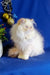 Fluffy white Persian cat Roy sitting upright with a cute round face