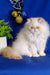 Fluffy white Persian kitten Roy with a flat face and long fur, super cute!