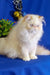 White Persian cat with fluffy fur sitting proudly, showcasing the Roy Persian Kitten