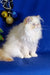 Fluffy White Persian cat sitting upright, perfect for the Roy Persian Kitten product