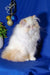 Fluffy White and Cream Persian Cat with a flat face, perfect for Roy | Persian Kitten