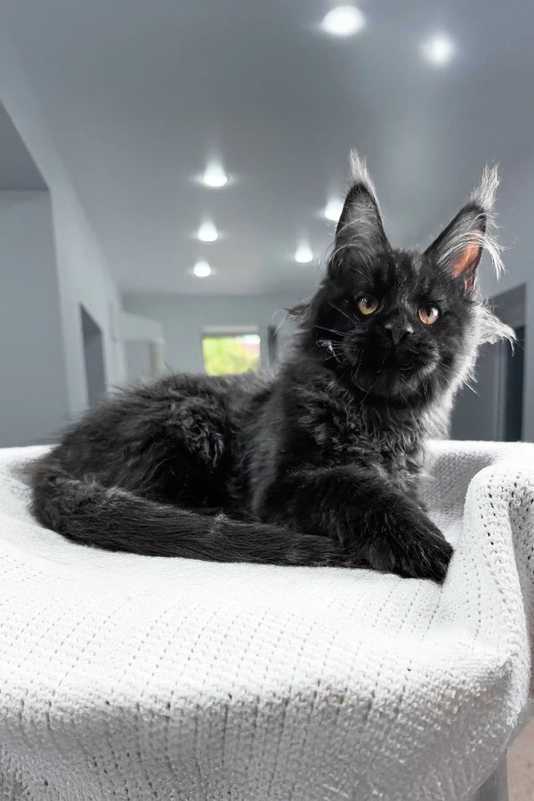 Royal | maine coon kitten