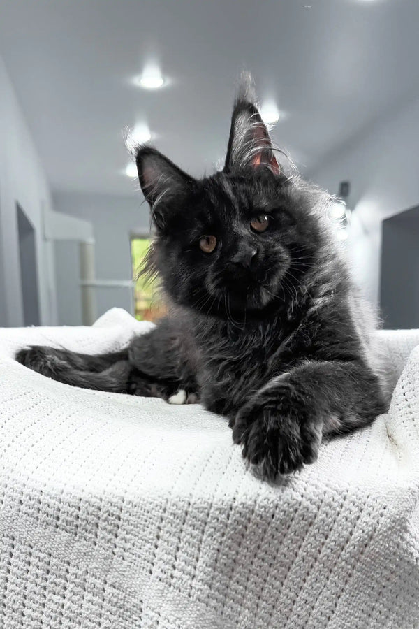 Royal | maine coon kitten