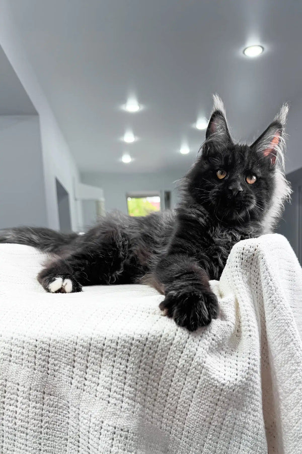 Royal | maine coon kitten