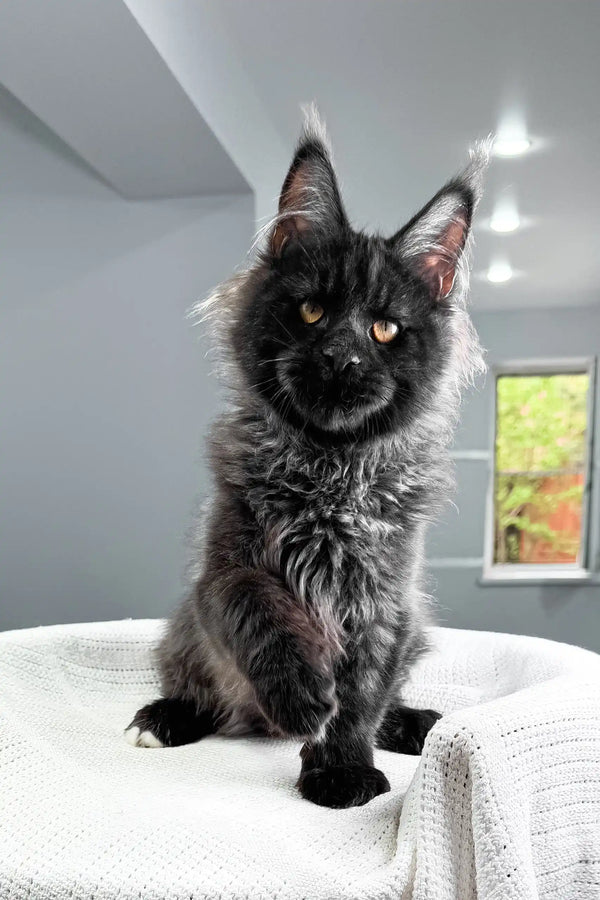 Royal | maine coon kitten