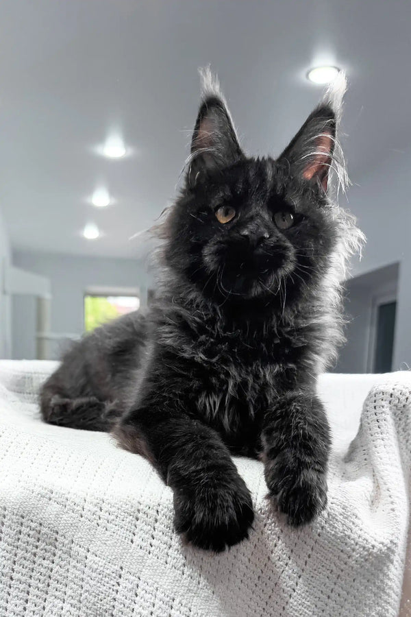 Royal | maine coon kitten