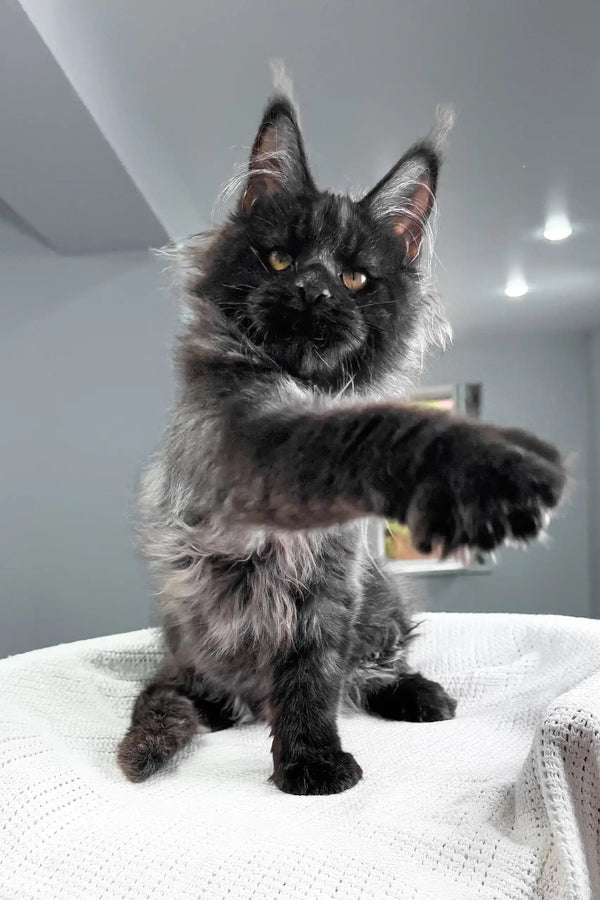Royal | maine coon kitten