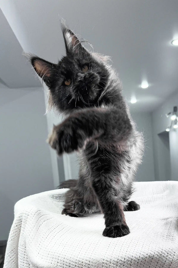 Royal | maine coon kitten