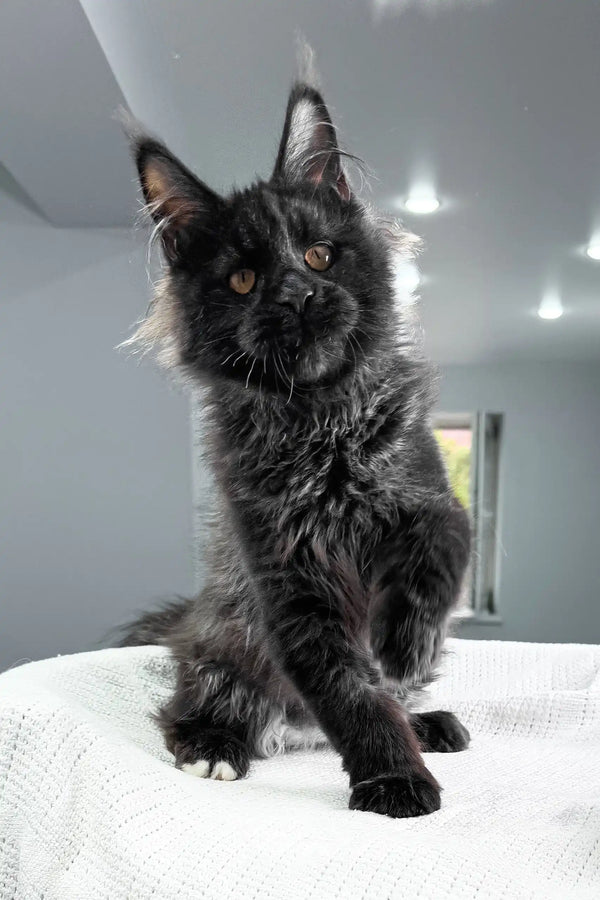 Royal | maine coon kitten