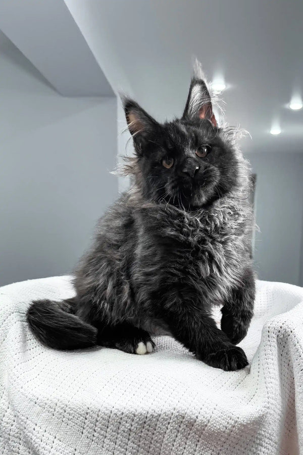Royal | maine coon kitten