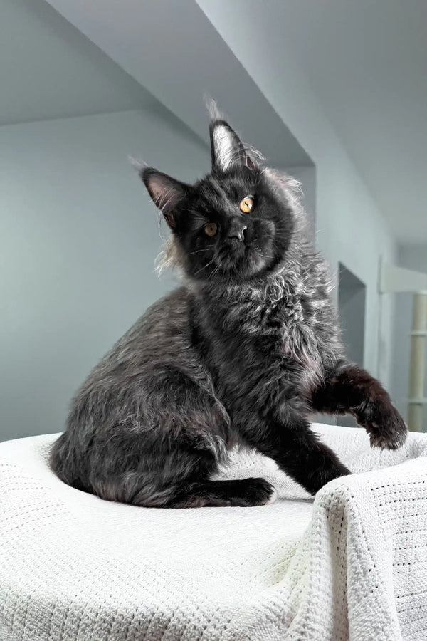 Royal | maine coon kitten