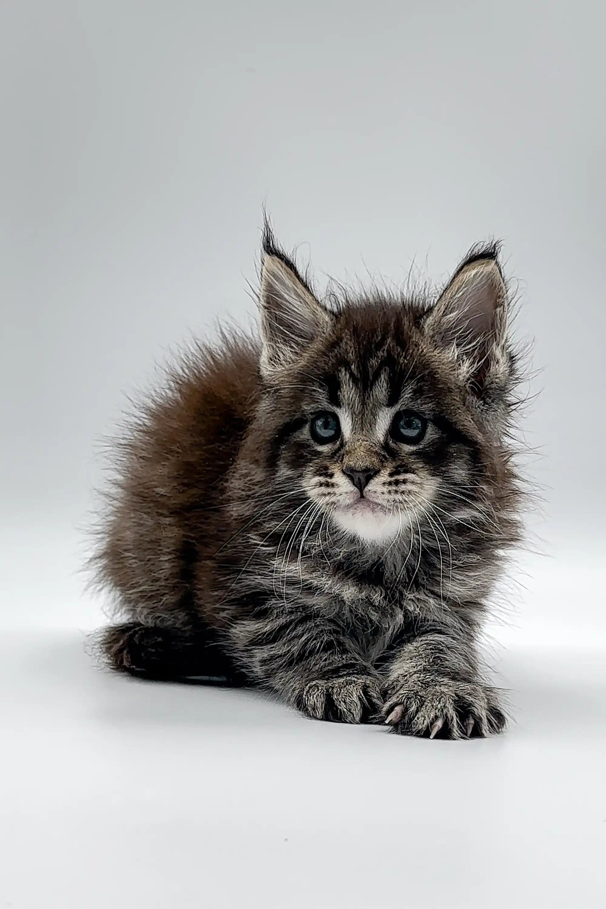 Maine Coon Kittens for Sale Royal | Kitten
