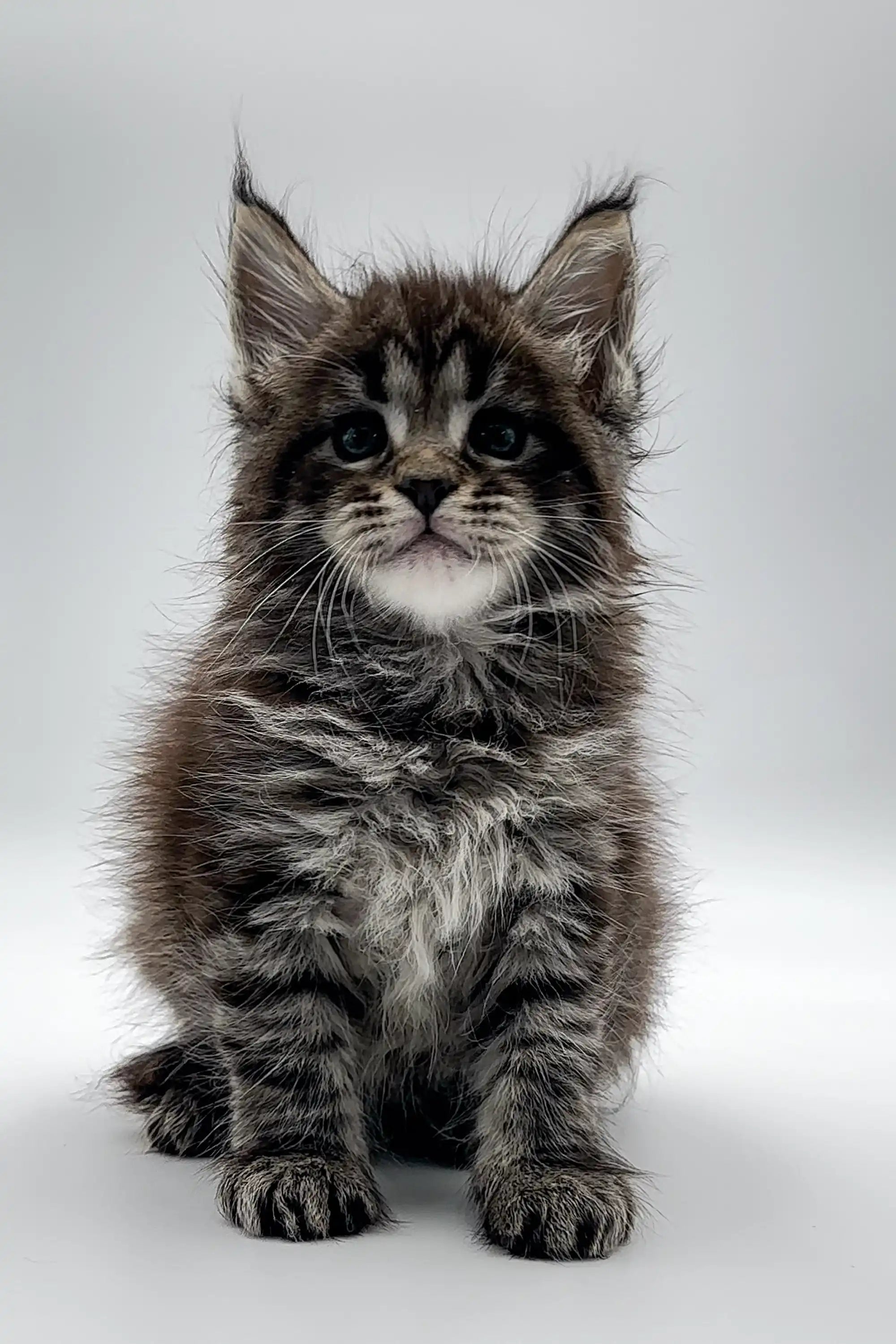 Maine Coon Kittens for Sale Royal | Kitten