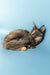 Lying Maine Coon cat in the cute Ruby Maine Coon Kitten product display