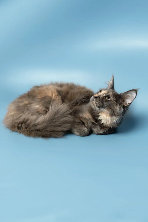 Fluffy gray and tan Ruby, the adorable Maine Coon kitten, ready for cuddles