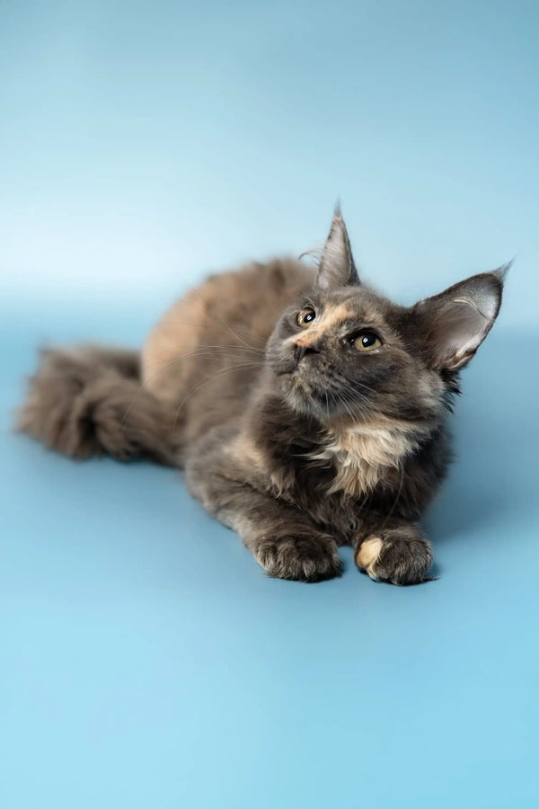 Gray and tan Maine Coon kitten named Ruby ready for a new home