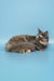 Gray and tan Maine Coon cat in the adorable Ruby Maine Coon Kitten product