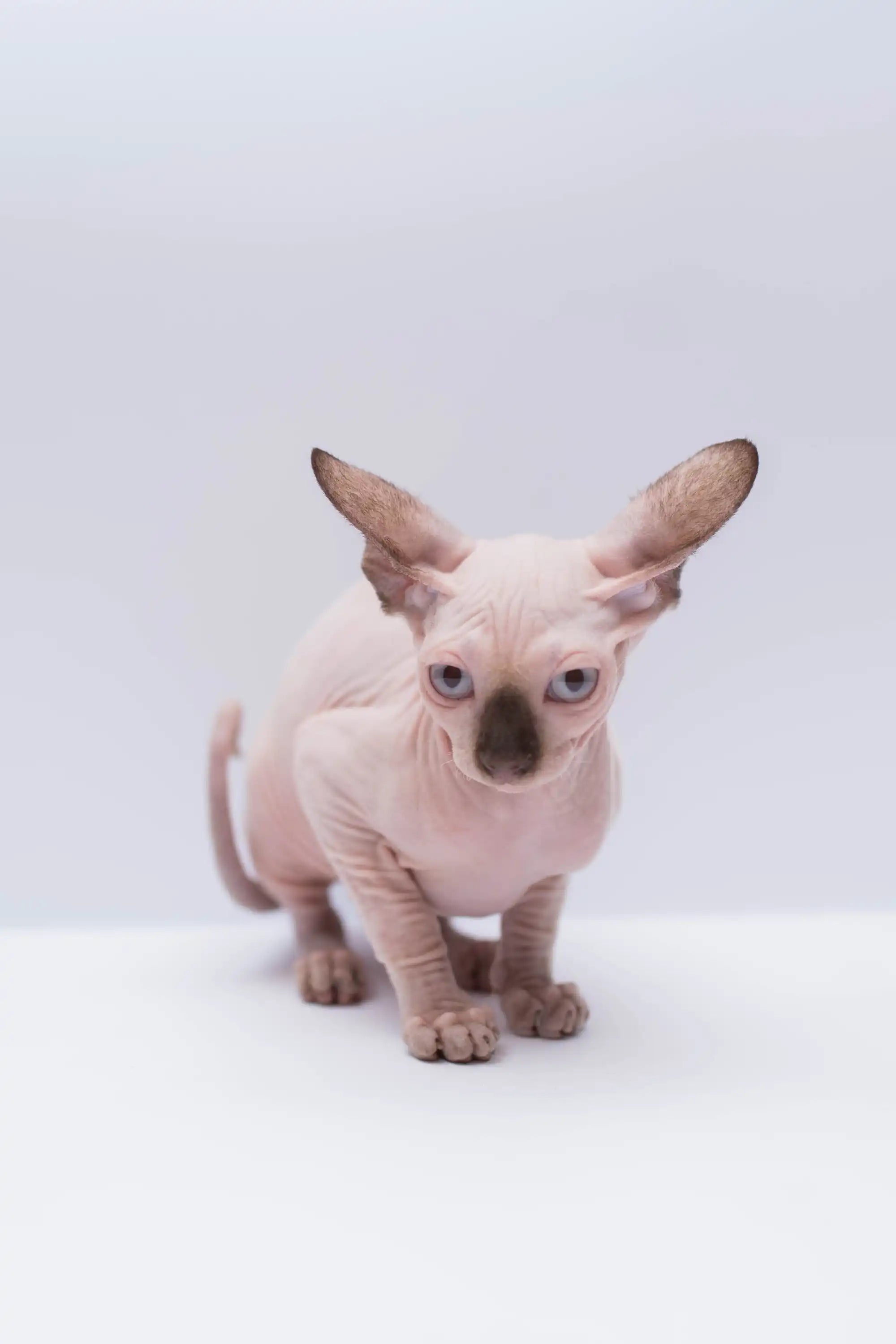 Hairless Sphynx Cats & Kittens for Sale Ruby | Kitten
