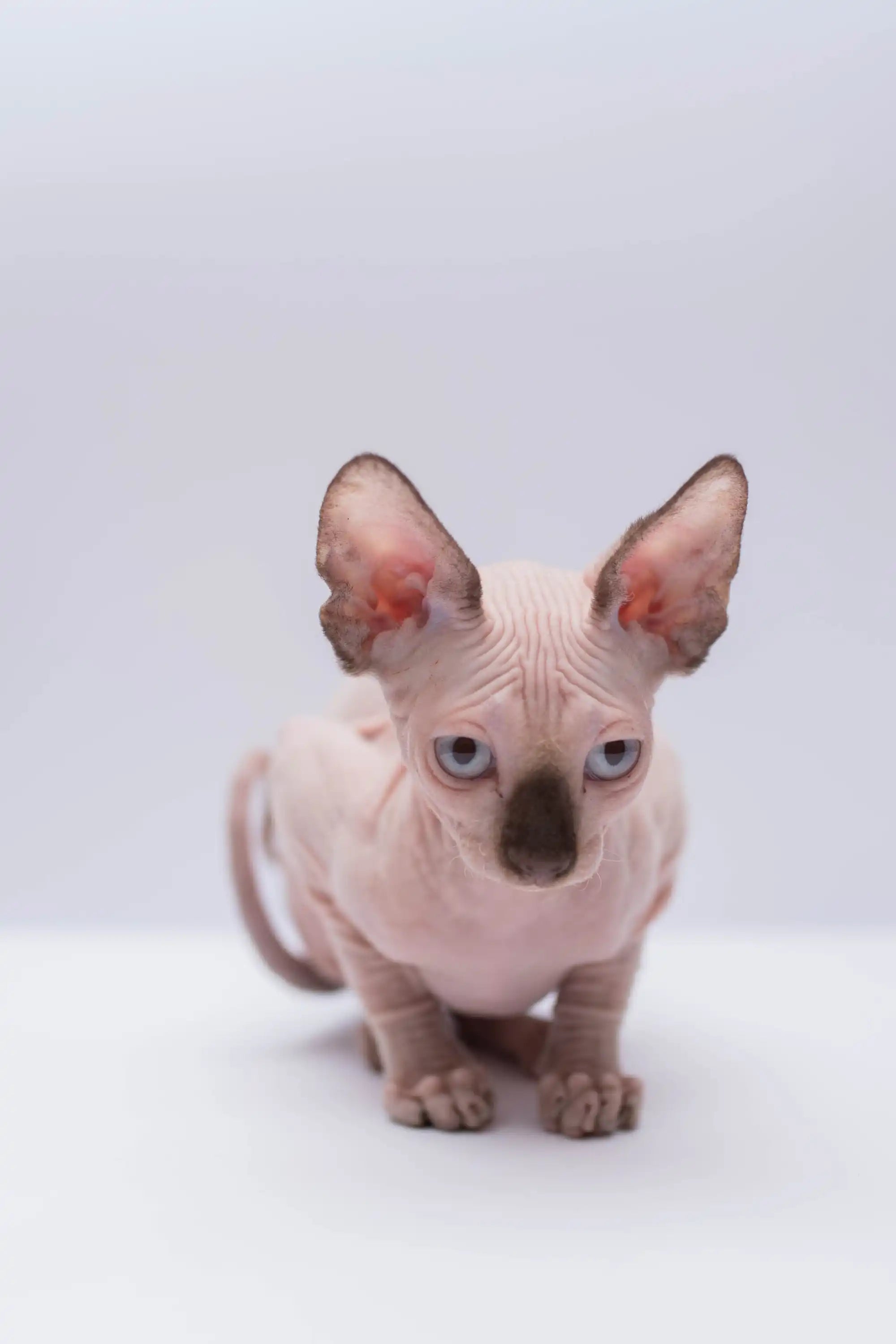 Hairless Sphynx Cats & Kittens for Sale Ruby | Kitten
