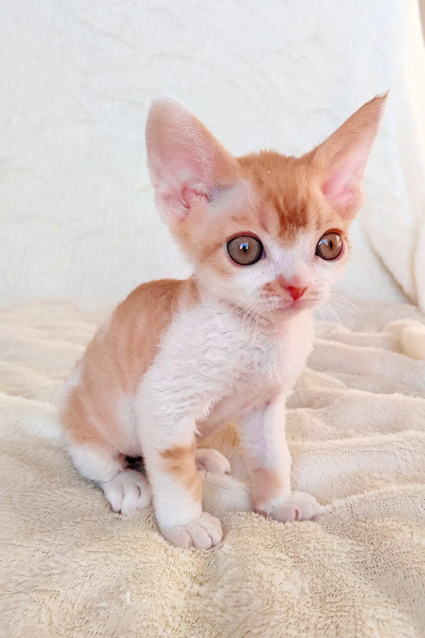 Cute Orange and White Devon Rex Kitten, Rudi, ready to be your playful companion