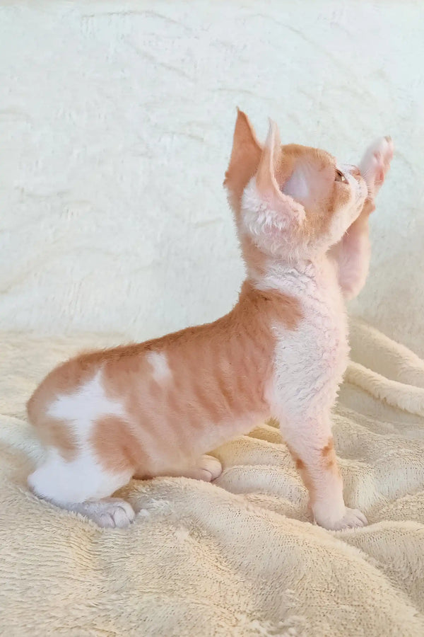 Orange and white Devon Rex kitten named Rudi, adorable and playful