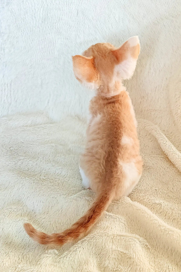 Adorable orange and white Devon Rex kitten named Rudi available for adoption