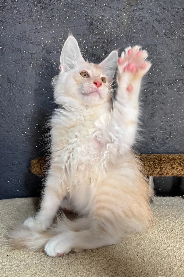 Rudy | maine coon kitten