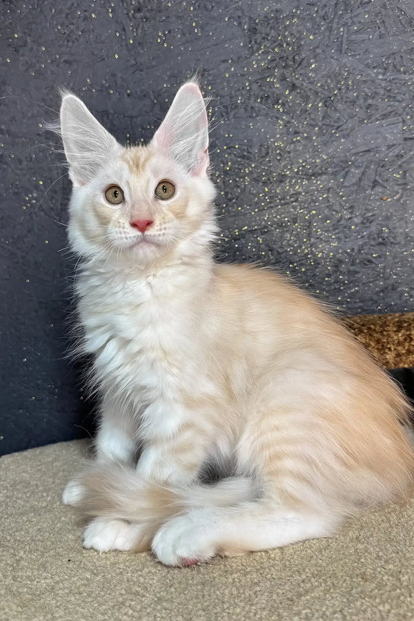 Rudy | maine coon kitten