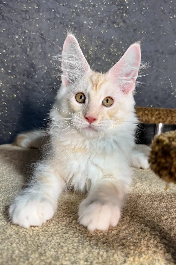 Rudy | maine coon kitten