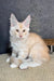 Rudy | maine coon kitten