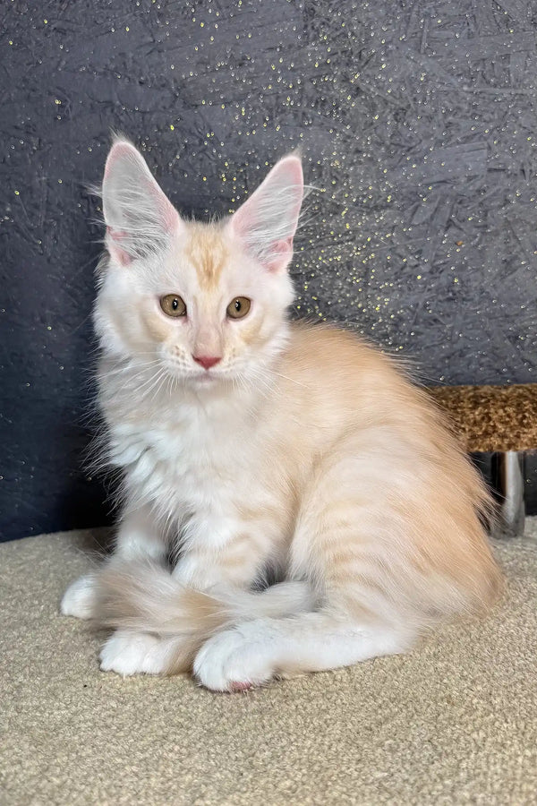 Rudy | maine coon kitten