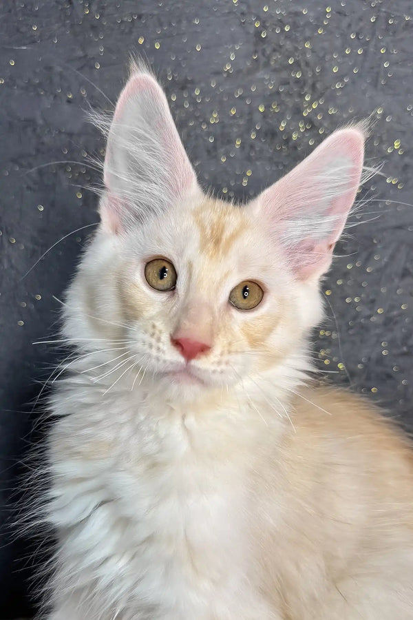 Rudy | maine coon kitten