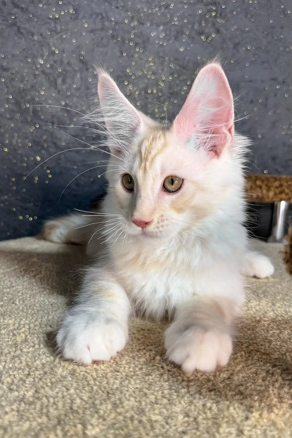 Rudy | maine coon kitten