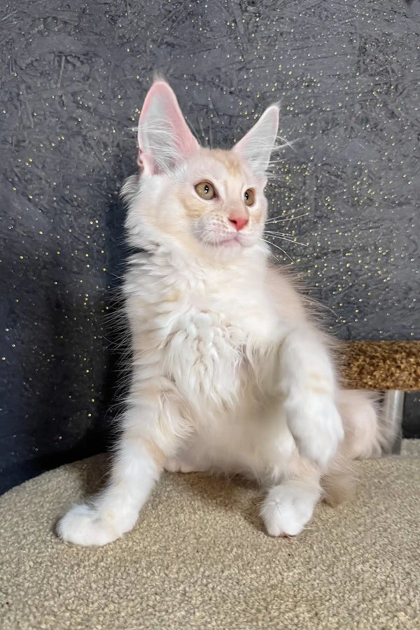 Rudy | maine coon kitten