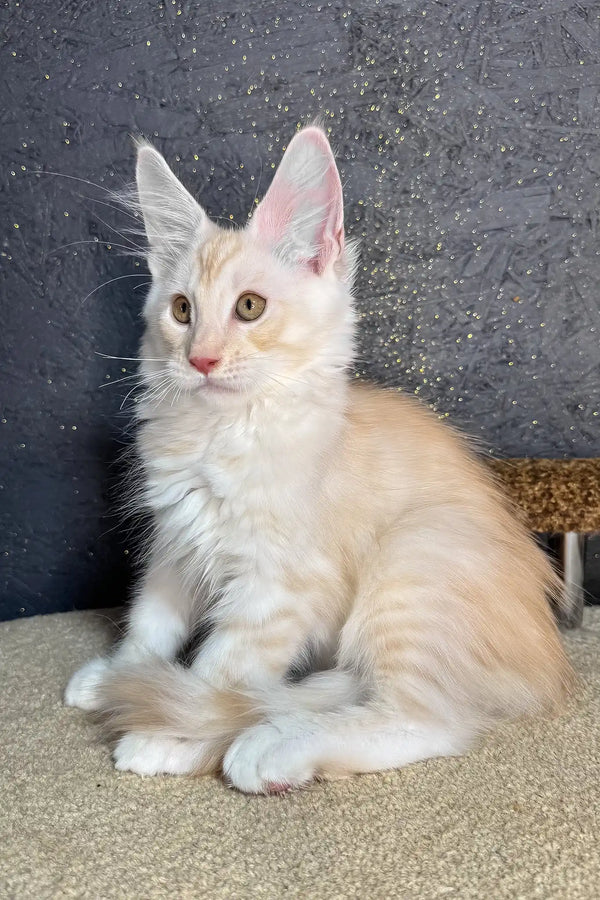 Rudy | maine coon kitten