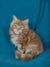 Fluffy orange Maine Coon kitten named Rudy with bright blue eyes