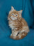 Fluffy Maine Coon kitten Rudy with bright blue eyes and long fur, a good companion