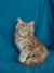 Fluffy orange Maine Coon kitten with bright blue eyes, a perfect good companion