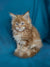 Fluffy orange Maine Coon kitten Rudy with bright blue eyes, a perfect good companion