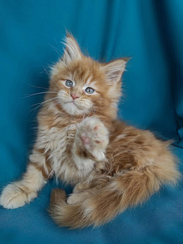 Fluffy orange Maine Coon kitten named Rudy with bright blue eyes